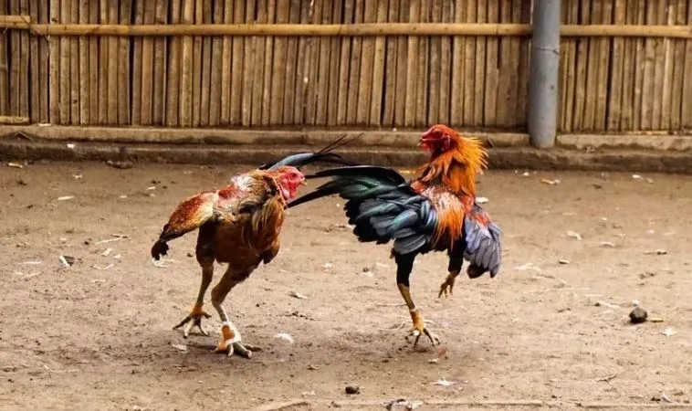 Đá Gà Sabong Tại HM88